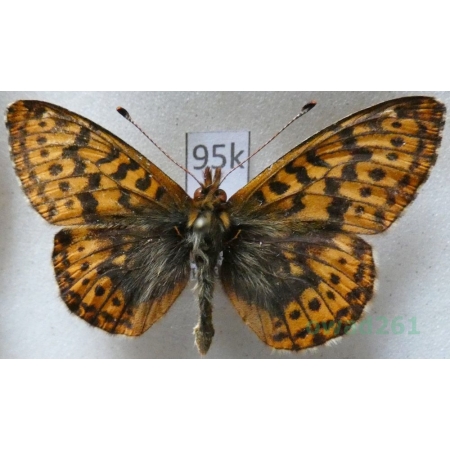 Boloria frigga (Becklin, 1791) Finland95k